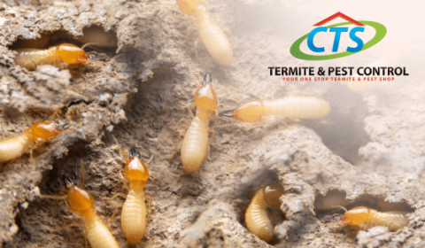 Cts termite & pest